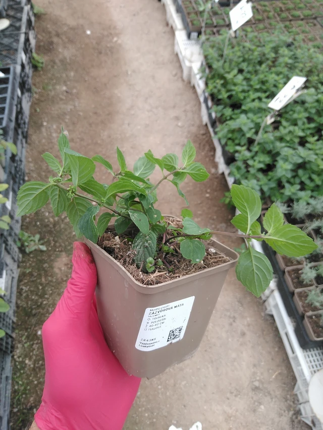 Menta de jengibre - 29. 7. 2025