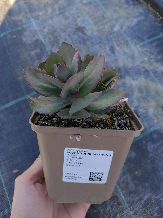 Varjúháj Matrona - 27. 3. 2026