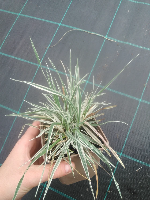 Třeslice Zitterzebra - 17. 7. 2025