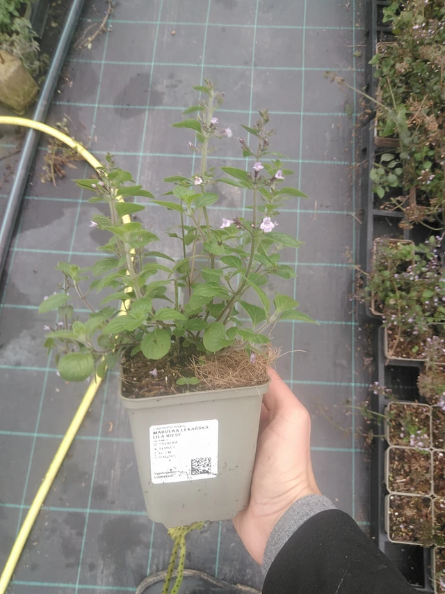 Tarhamari Lila Riese - 10. 10. 2025