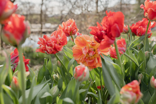 Tulipán Gudoshnik Double, Loukykvět