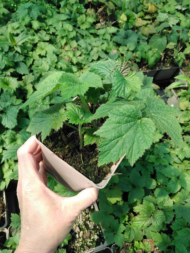 Sasanka japonská Andrea Atkinson - 13. 5. 2025