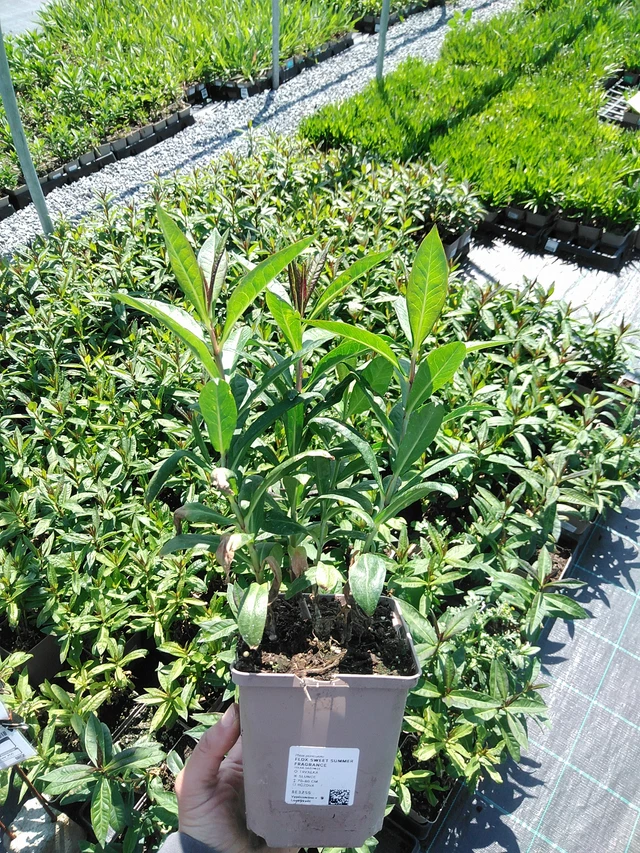 Phlox Sweet Summer Fragrance - 13. 5. 2025