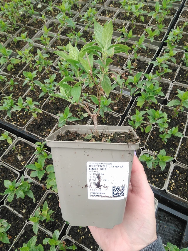 Panicle Hydrangea Limelight - 9. 6. 2025