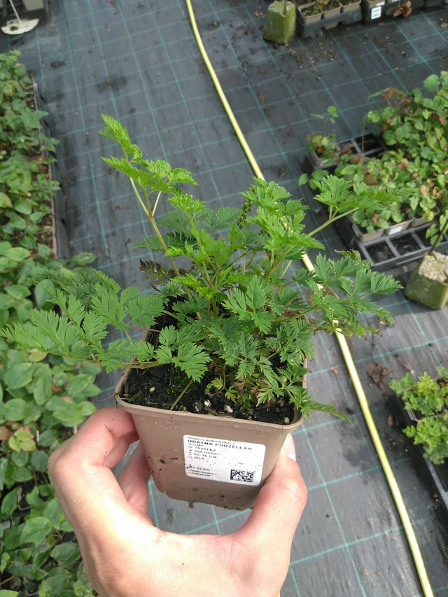 Udatna Porzellan - 25. 7. 2025