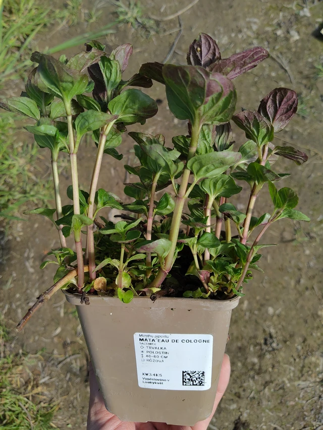 Menthe Eau de Cologne - 27. 3. 2026