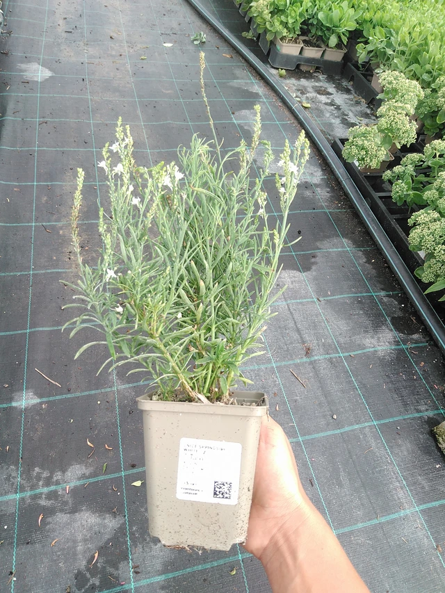 Toadflax Springside White - 10. 9. 2025