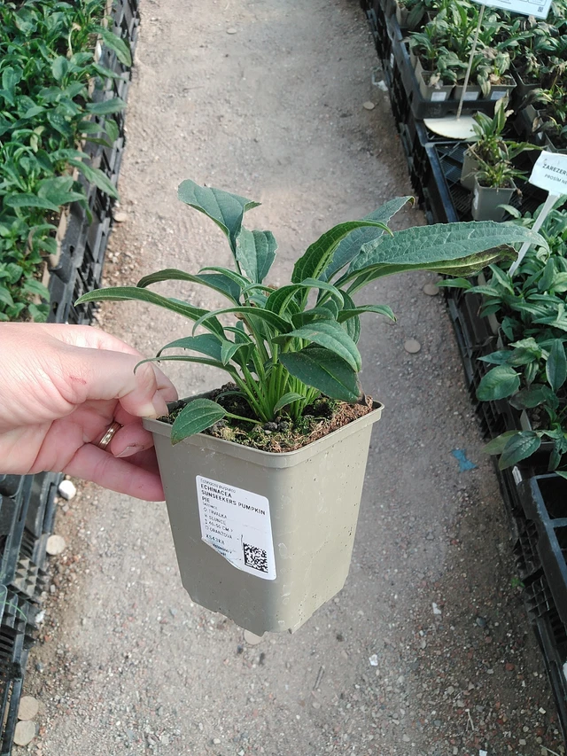 Punahattu SunSeekers Pumpkin Pie - 19. 8. 2025