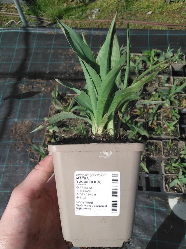 Cardo corredor yuccifolium - 2024