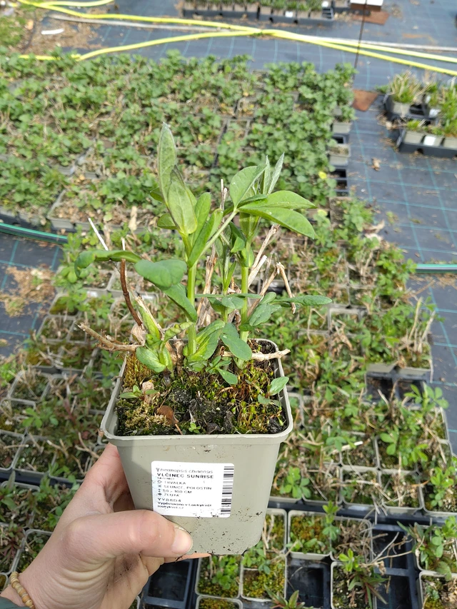 Vlčinec Sunrise - 21. 4. 2026