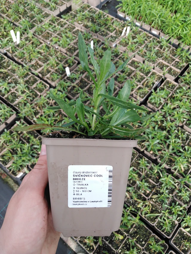 Gaura Cool Breeze - 2024