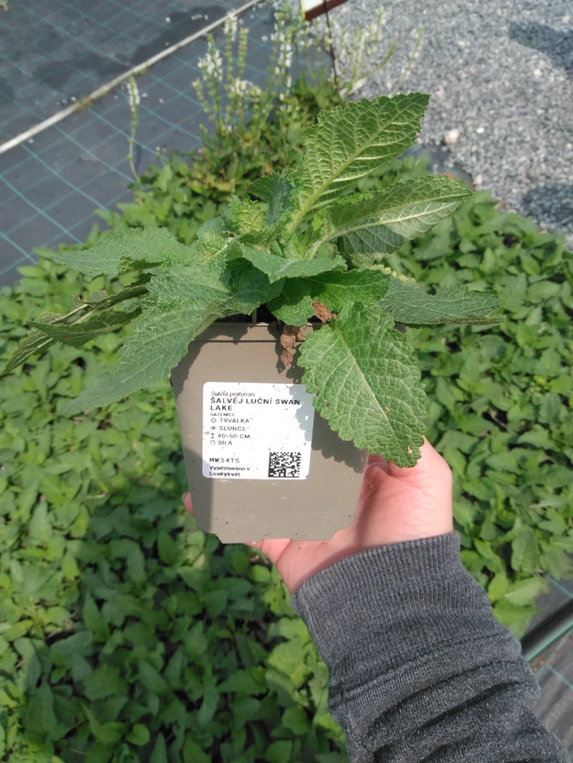 Salvia de prado Swan Lake - 9. 6. 2025