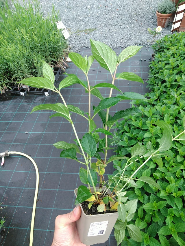 Hortenzie latnatá Silver Dollar - 28. 7. 2025