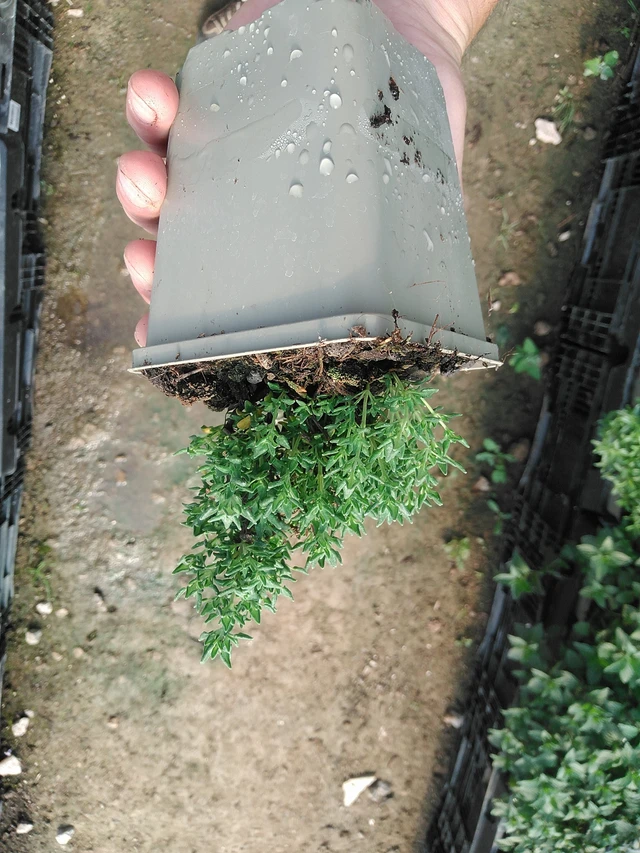 Mateřídouška Rose - 1. 7. 2025