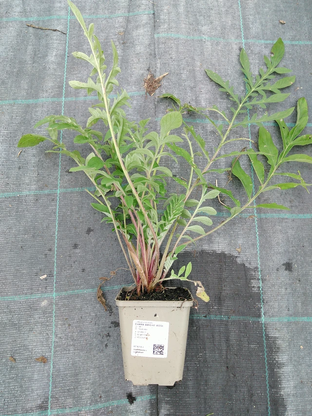 Aciano Bright Rose - 10. 9. 2025