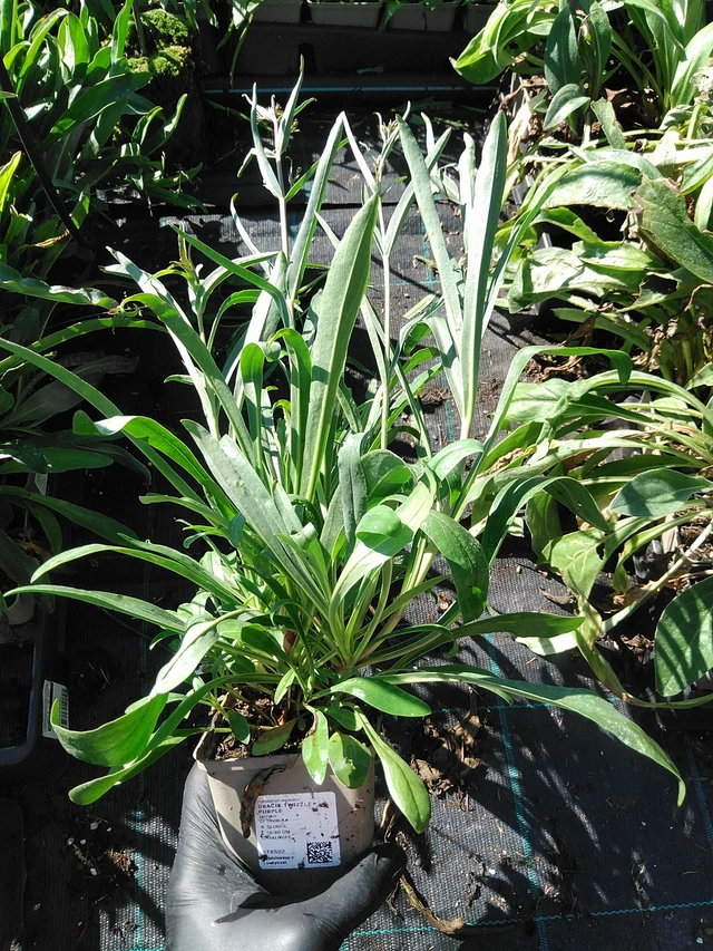 Flor de dragón Twizzle Purple - 19. 8. 2025