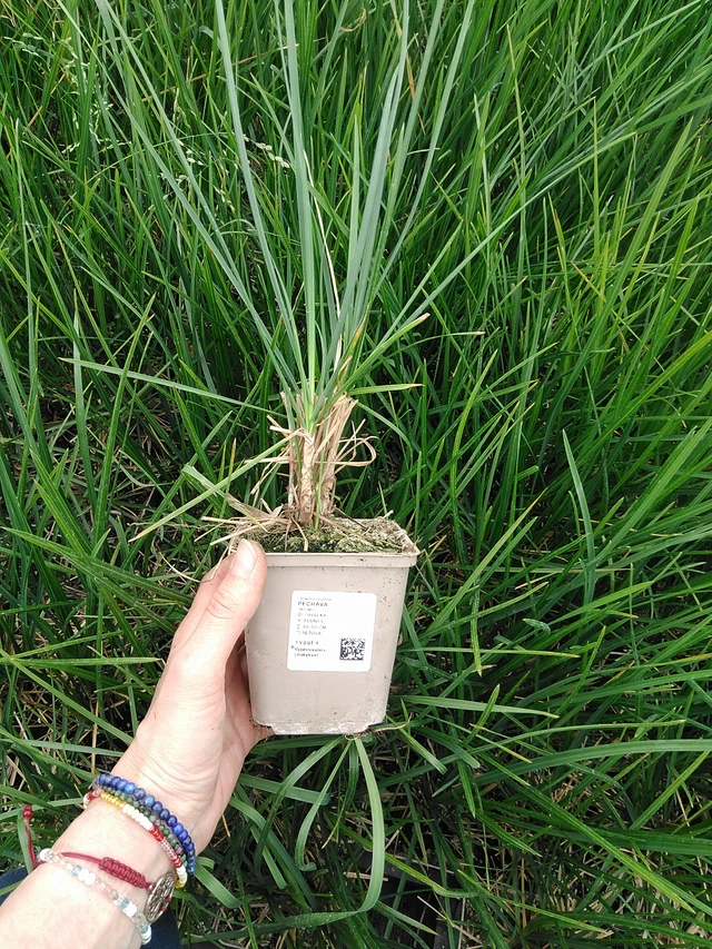 Pěchava - 9. 6. 2025