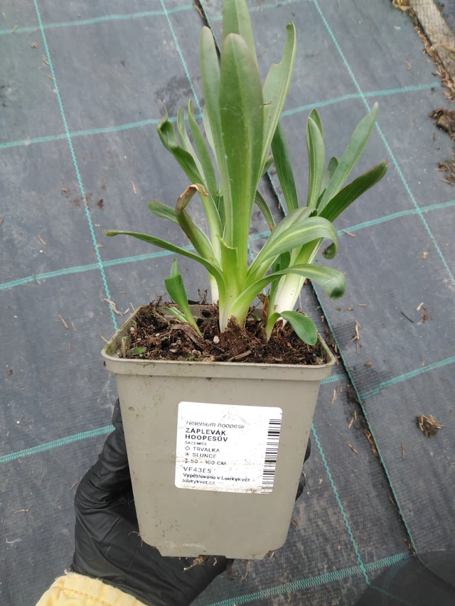 Narancssárga napszemvirág - 1. 4. 2026