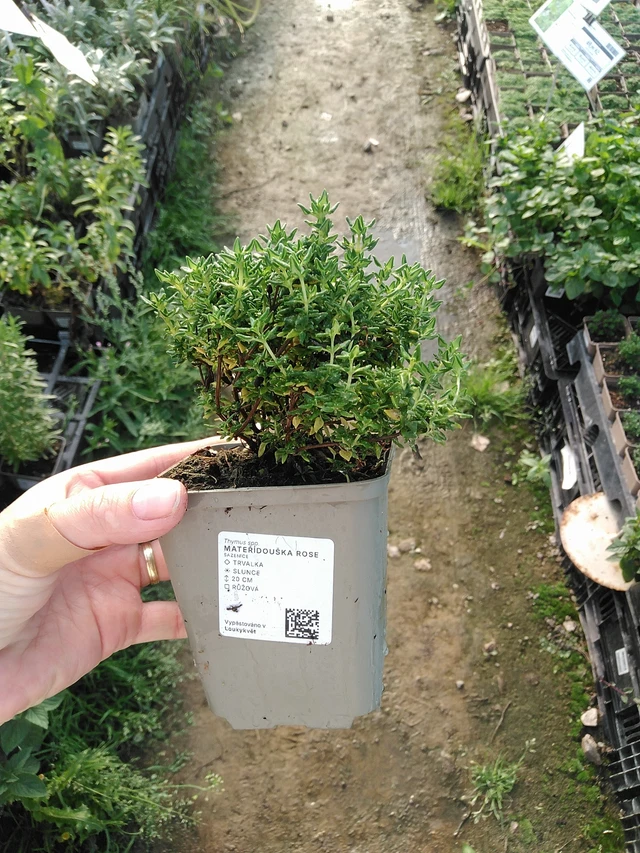 Mateřídouška Rose - 19. 8. 2025