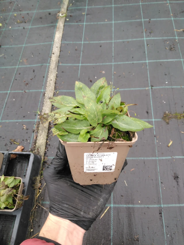 Karpaattienkello Joan Elliott - 23. 10. 2025