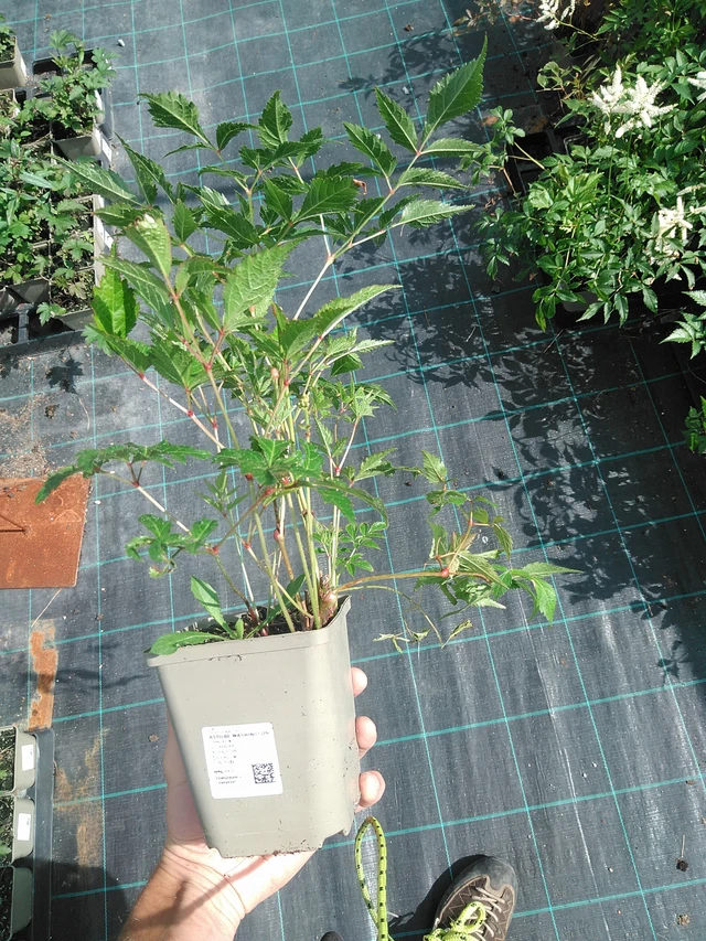 Astilbe Washington - 24. 6. 2025