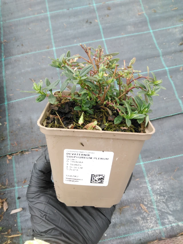 Sončece Sulphureum Plenum - 1. 4. 2026