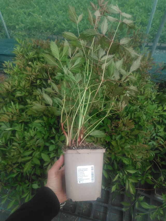 Astilbe Erika - 2024