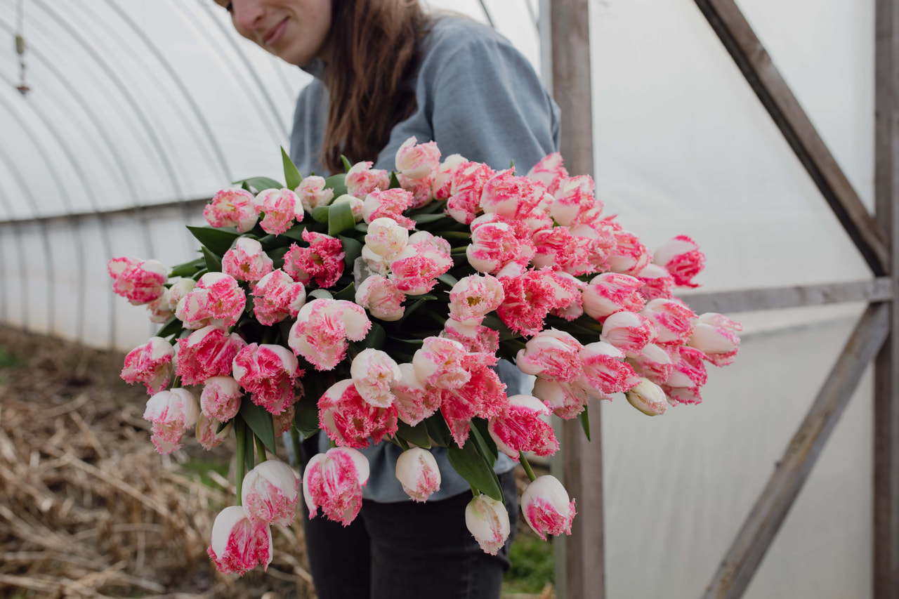 Tulipán Neglige, Loukykvět