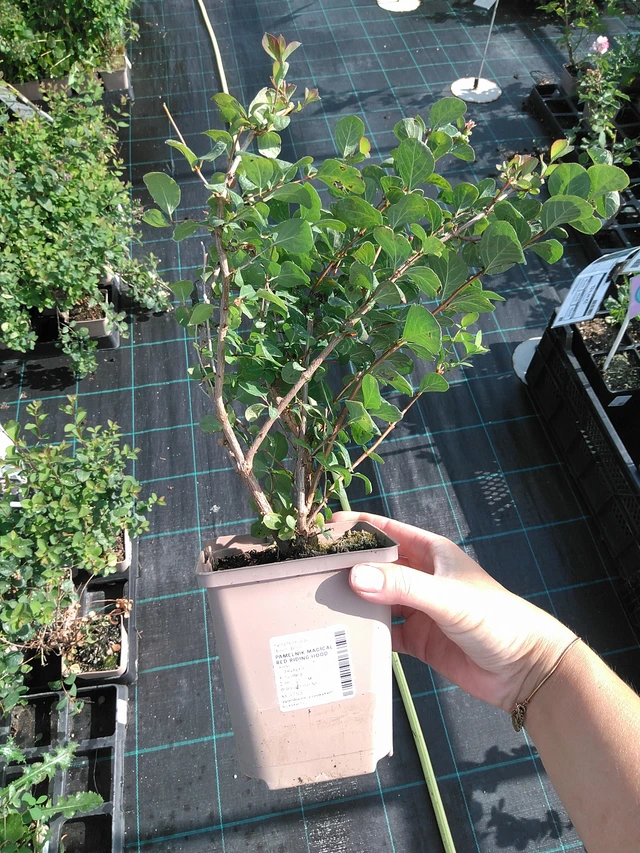 Snowberry Magical Red Riding Hood - 11. 7. 2025