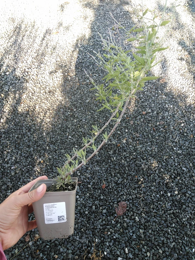 Perovskie lebedolistá - 11. 9. 2025