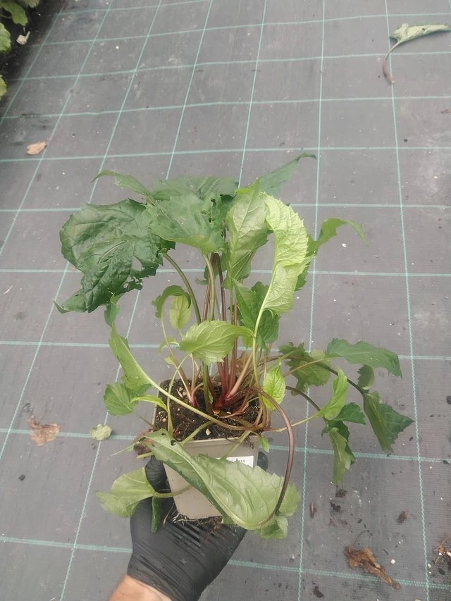 Malesiabonita Eastern Star - 10. 9. 2025