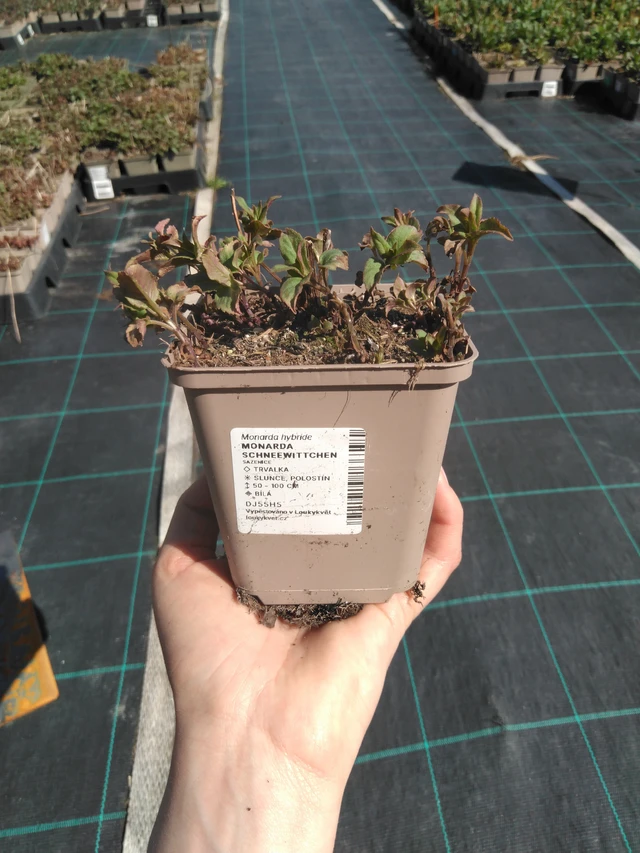 Monarda Schneewittchen - 3. 4. 2025