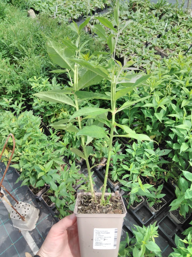 Phlox Fujiyama - 2024