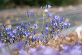 Triteleja Blues, Loukykvět