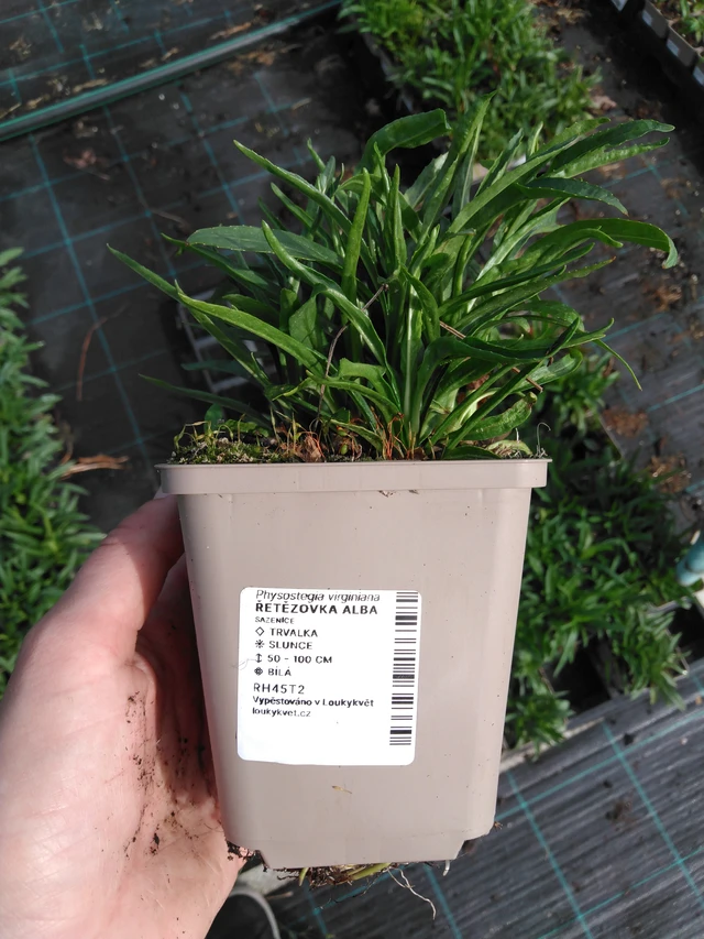 Fisostegia Alba - 2024