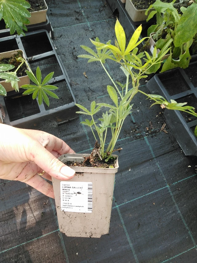 Altramuz Gallery White - 19. 8. 2025