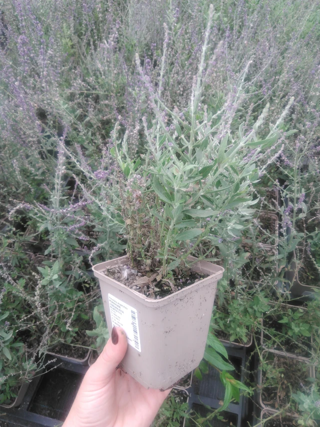 Pensaskanukka Bluesette - 2024