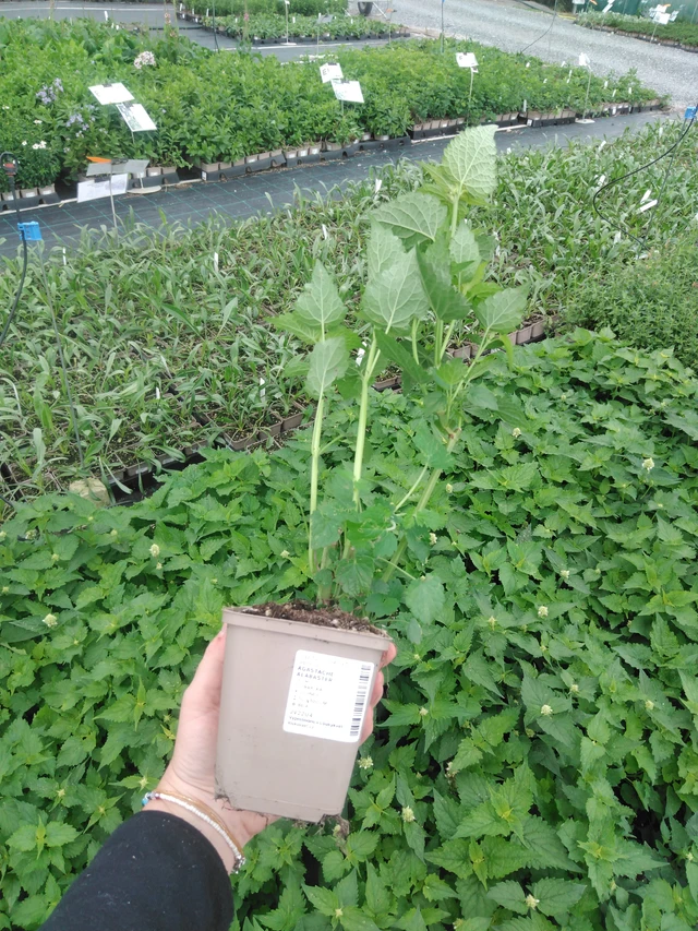 Iisoppi Alabaster - 2024