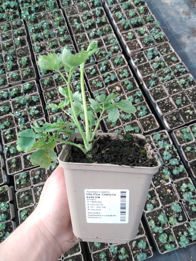 Akvileija Christa Barlow - 2024