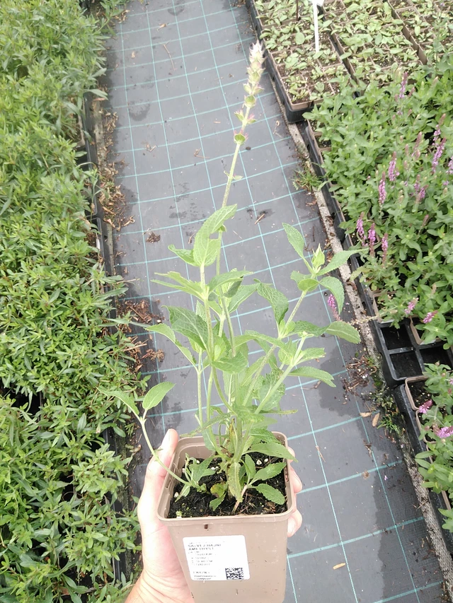 Šalvěj hajní Amethyst - 21. 7. 2025