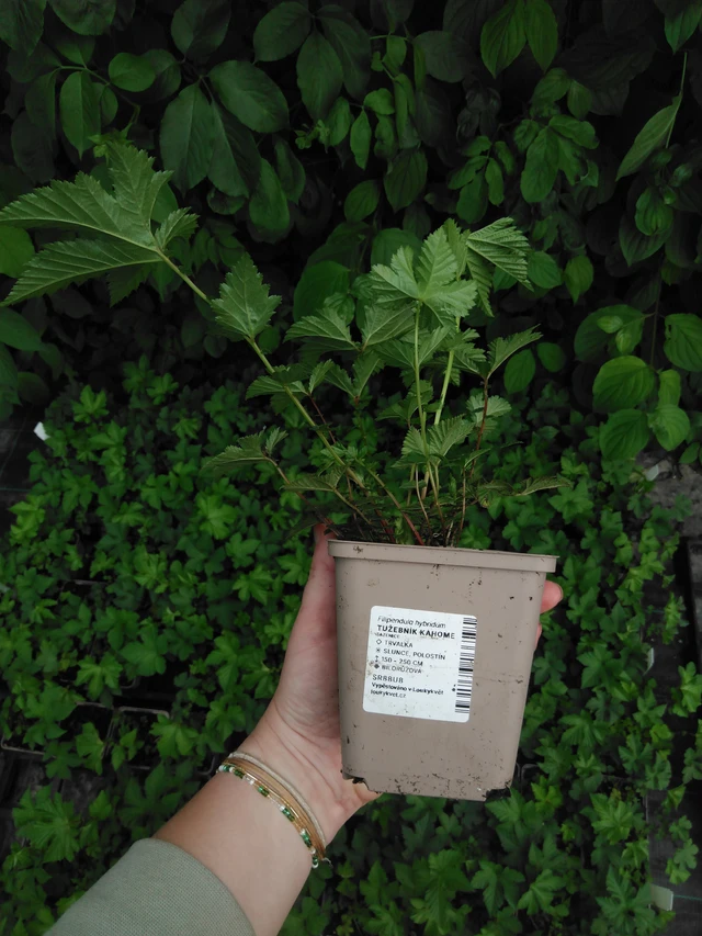 Angervo Kahome - 2024