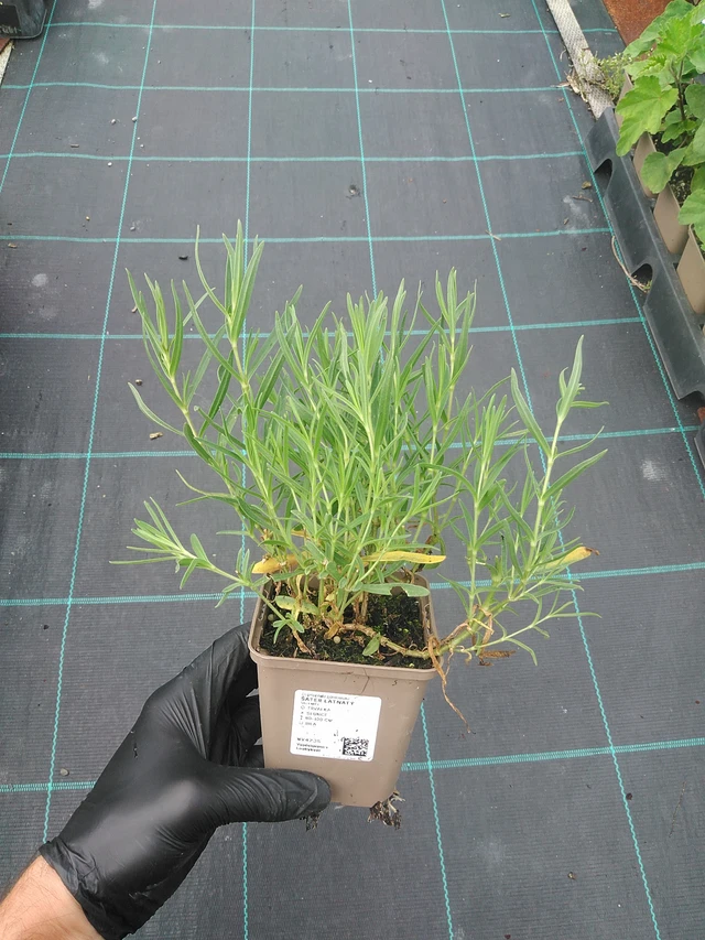 Paniculata - 4. 8. 2025