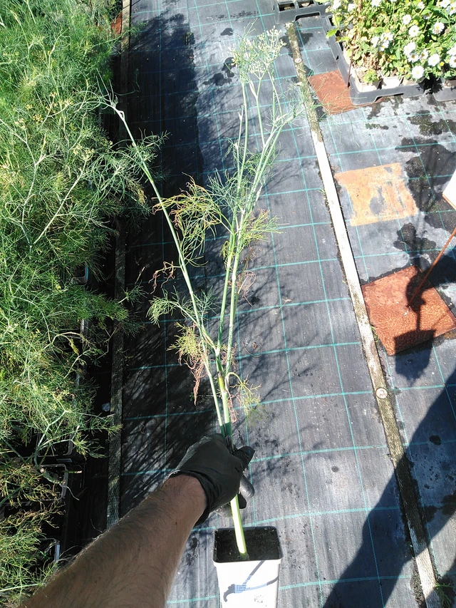 Common fennel - 19. 8. 2025