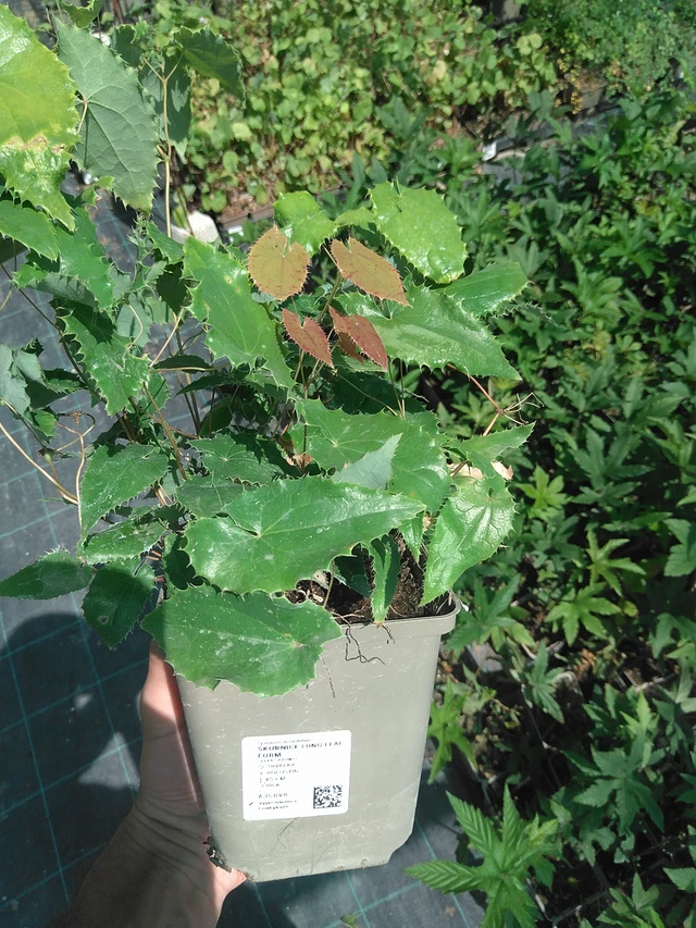 Epimedium Long Leaf Form - 24. 6. 2025