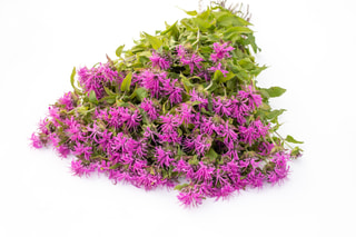 Monarda Pink Suprême, Loukykvět