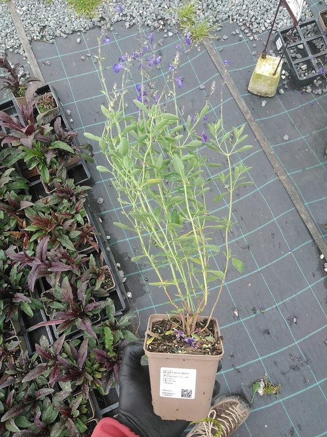 Salvia Blue Note - 4. 8. 2025