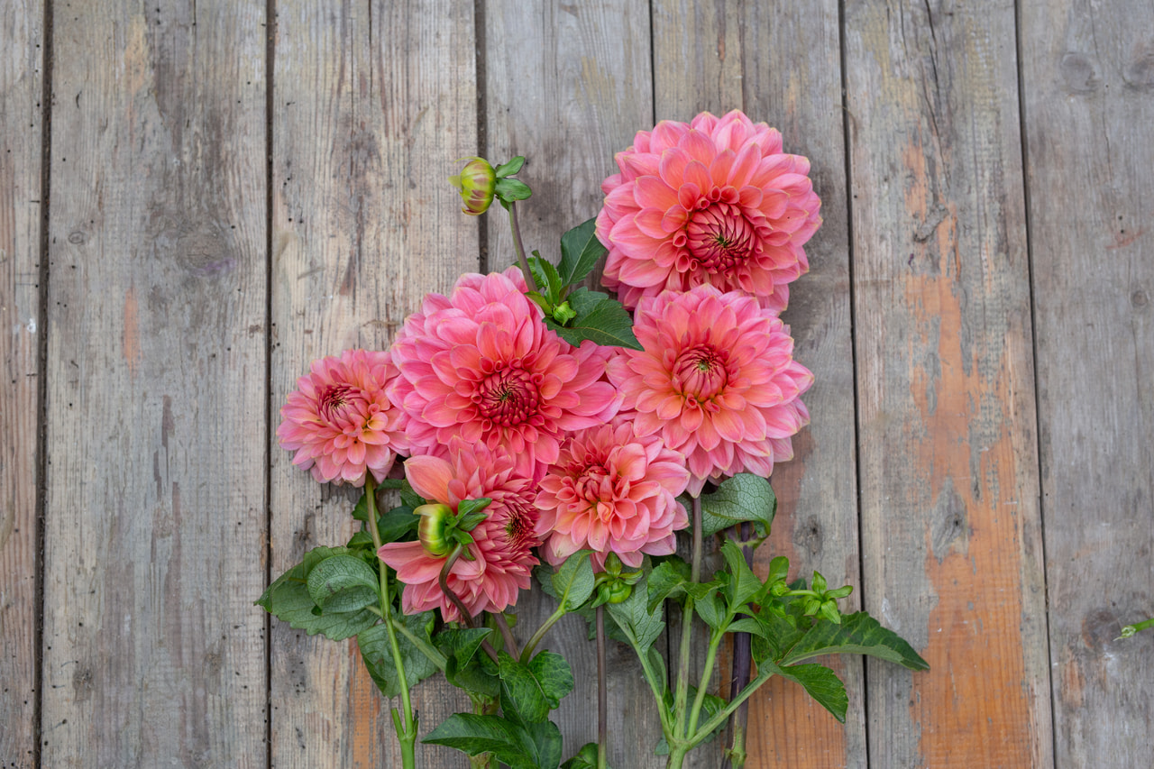 Jiřina Askwith Minnie, Loukykvět