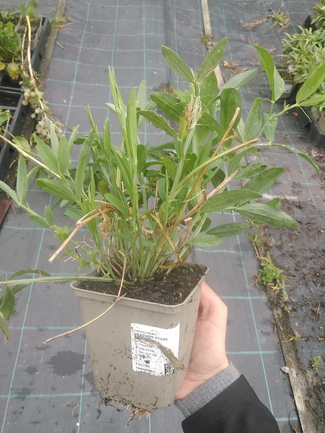 Hajuherne Pearl Mixture - 10. 10. 2025