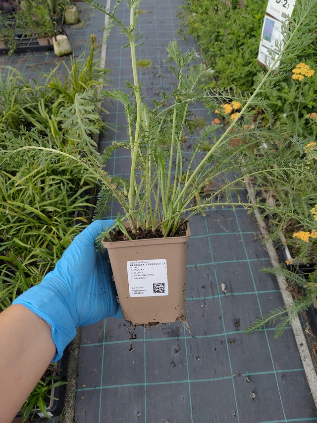 Řebříček Terracotta - 10. 9. 2025