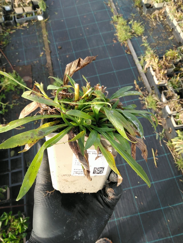 Goldenrod Solar Glory - 31. 10. 2025